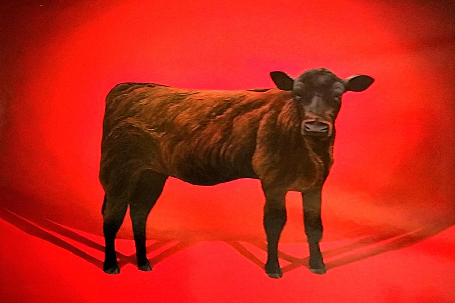 Selections from SLOMA’s Permanent Collection